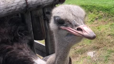 feeding ostrich