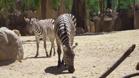 This ZEBRA Wants To Be Fed! | Funny Safari Videos