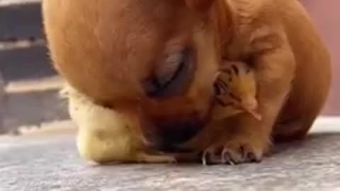 Baby Dogs Cute and Funny Dog Videos Puppy Dogs