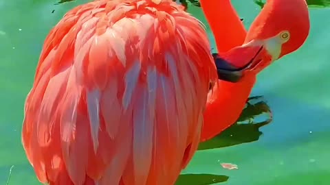 The beautiful Flamingo is sorting its feathers