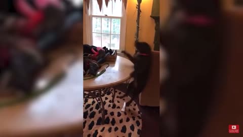 Silly Dog Falls From Chair