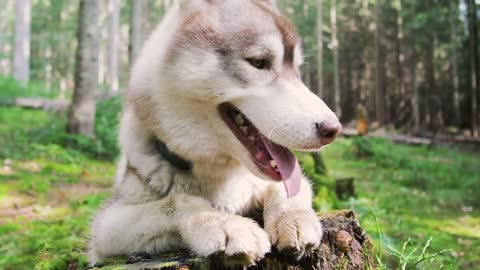 Husky dog is the best Comedian funny animals