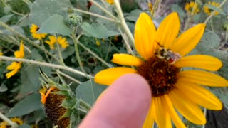Bumble Bee High Five!~
