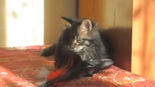 Fluffy Kitten Plays With Feather