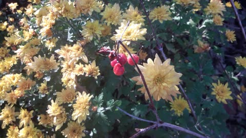 Rowan and Chrysanthemums