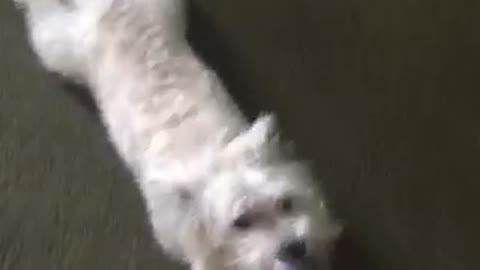 White dog being dragged around room by blue leashe and barks when doorbell rings