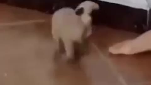 Cute puppy tries to dance !!!
