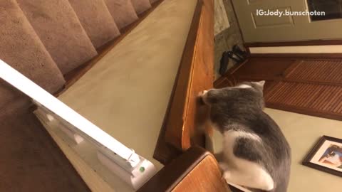 Grey cat slides down side of stairs