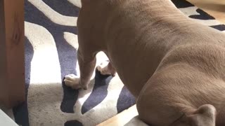 Grey pitbull sits half off of couch on zebra rug