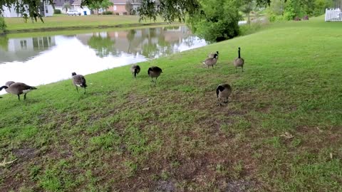 The Geese Army & Tomato Plants