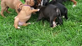 Proud Papa Playing with His Puppies