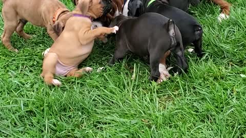 Proud Papa Playing with His Puppies