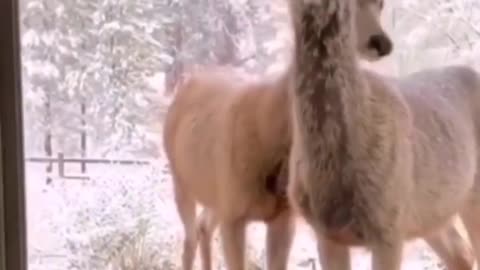 Two deer in front of the door