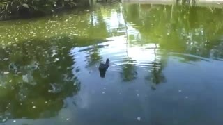 Duck cools off in the lake of the park while swimming around [Nature & Animals]