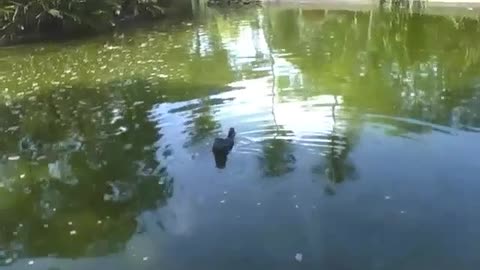 Duck cools off in the lake of the park while swimming around [Nature & Animals]