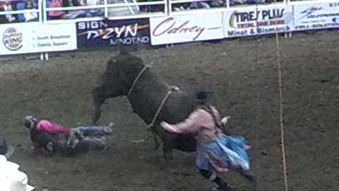 Rodeo Steer riding failure. Holding on for dear life