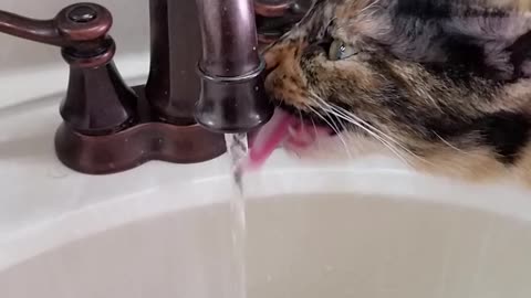 Cat drinking water from faucet