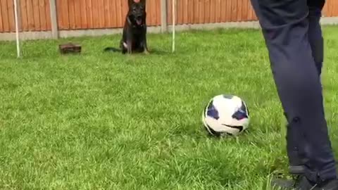 Goal-keeper dog has World Cup fever, blocks free kick