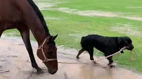 Well-Behaved Doggo Walks Hoofed Friend