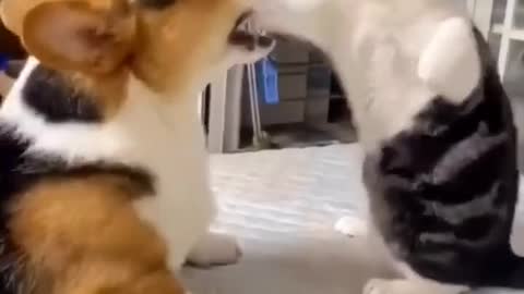Funniest Cat & Dog fight.Can't stop laugh.