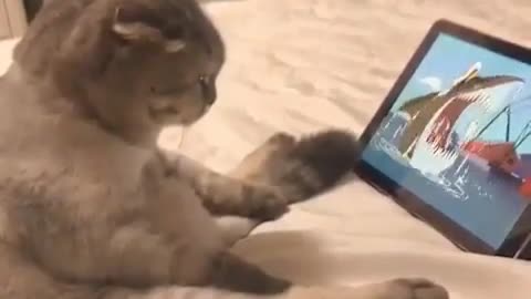 cute cat watching drawing.