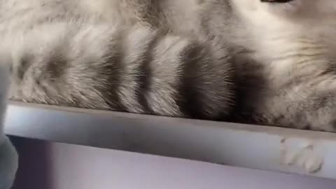 Kittens are very clean