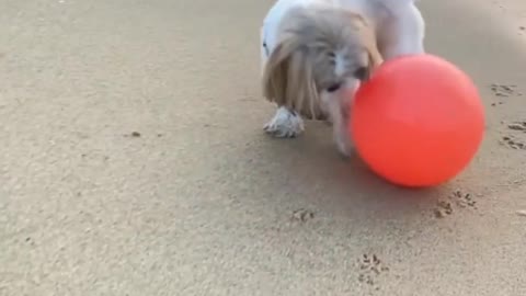 Puppy And Puppies Play A Ball In The Beach Part 01