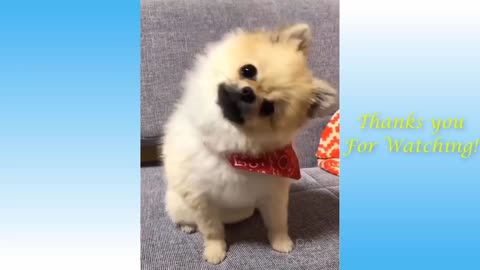 Cute cats and puppy with funny moments