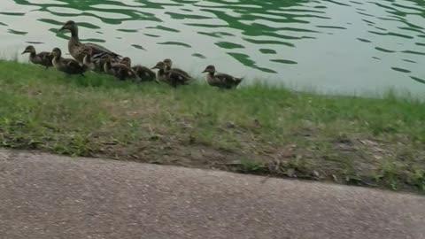 Mother Duck walking Ducklings