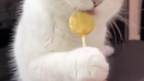 A Hungry Cat Can Eat Anything 😋 Follow Me For More Cat Videos