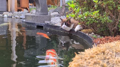 Kitty Chills with Colorful Koi Friends