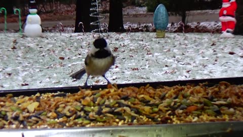 Chickadee