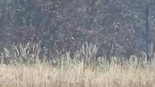 BLUE HERON AT OHIO LAKE