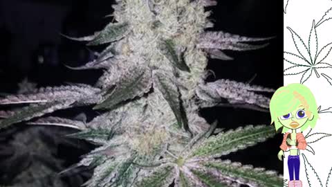 Durban Kush - Ethos Genetics