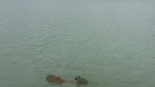 Capybara Pup Rides on Mom's Back