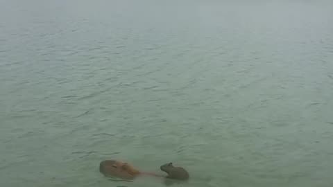 Capybara Pup Rides on Mom's Back