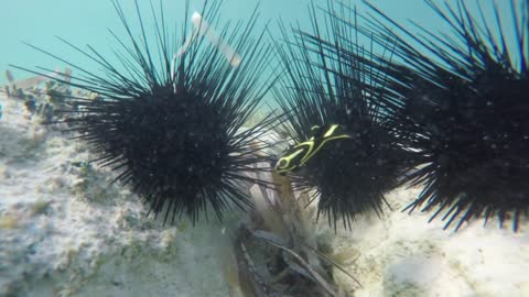 Underwater Shot Following A Tropical Fish Swimming Near A Sea Urchins