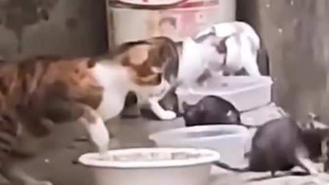 adorable cat animal funny video