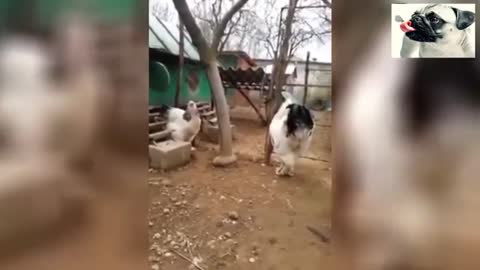Funny Chickens Try Not To Laugh Funniest Animals Videos