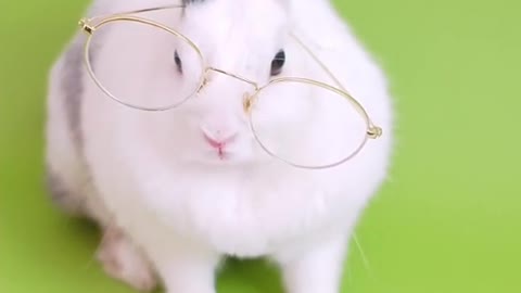 rabbit reading 读书兔 Читающий кролик