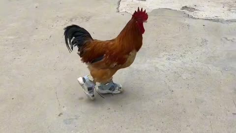 Best Hen Funny Video 🤣🤣🤣
