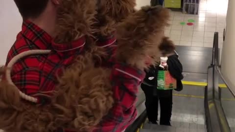 Guy wearing matching pajamas with brown dog