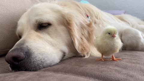 Golden Retriever Meets Newborn Baby Chick for the(1080P_HD)