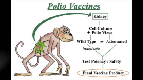 Stealth Adapted Monkey Cytomegaloviruses & Polio Vaccines
