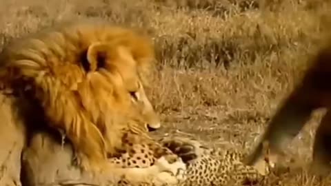 #The lion killed the leopard