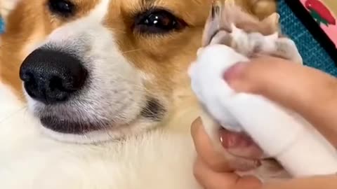 Very Baby dogs funny amazing video