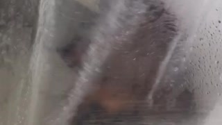 Dog bites water shower curtain