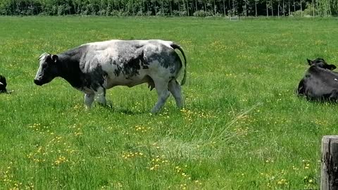 Vache géante belge vache géante