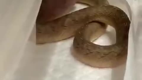 weird and exotic snake