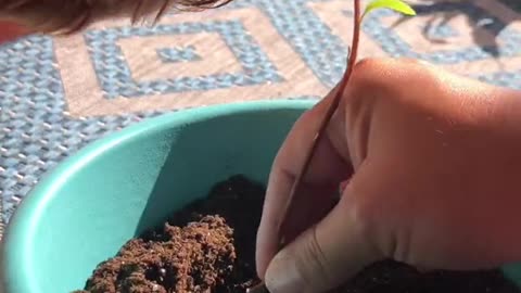 모How to grow a pumice stonea pa3 -0